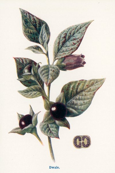 Wilde Früchte der Landschaft: Dwale von Frederick Edward Hulme
