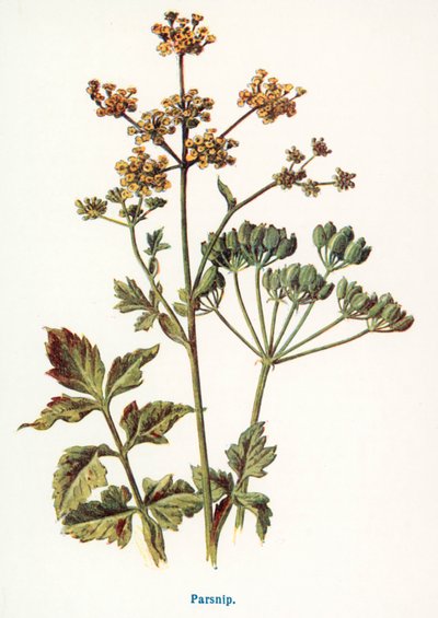 Wilde Früchte der Landschaft: Pastinake von Frederick Edward Hulme
