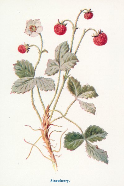 Wilde Früchte der Landschaft: Erdbeere von Frederick Edward Hulme
