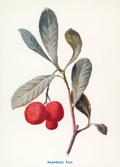 Wilde Früchte der Landschaft: Erdbeerbaum von Frederick Edward Hulme