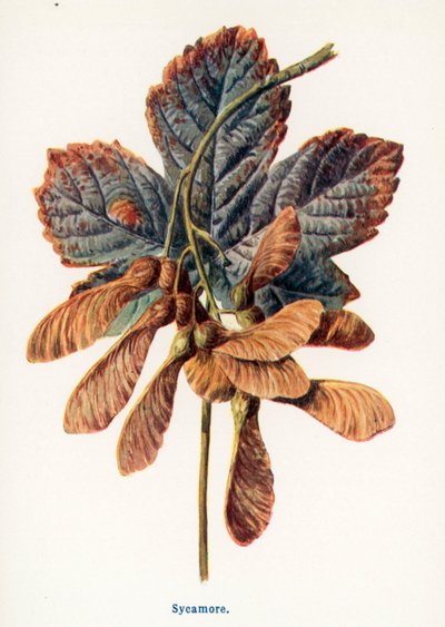 Wilde Früchte der Landschaft: Ahorn von Frederick Edward Hulme