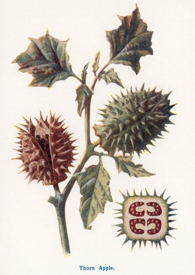Wilde Früchte der Landschaft: Stechapfel von Frederick Edward Hulme