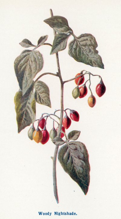 Wilde Früchte der Landschaft: Bittersüßer Nachtschatten von Frederick Edward Hulme