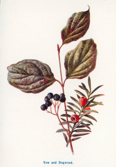 Wilde Früchte der Landschaft: Eibe und Hartriegel von Frederick Edward Hulme