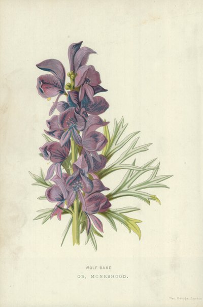 Eisenhut von Frederick Edward Hulme