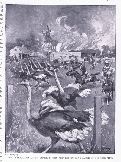 Die Zerstörung von Dr. Smarts Farm und das Freilassen der Strauße, aus After Pretoria: Der Guerillakrieg veröffentlicht von Harmsworth Bros Limited, 1901 von Frederick Judd Waugh