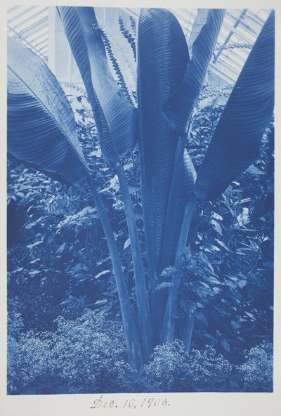 Ohne Titel, 10. Dezember von Frederick K. Coulson