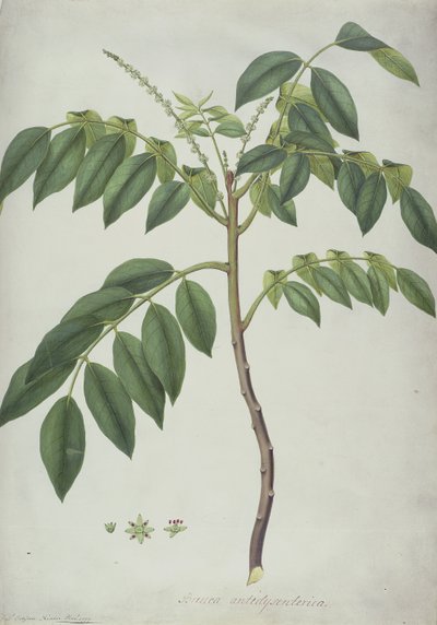 Brucea Antidysenterica, 1777 von Frederick Polydor Nodder