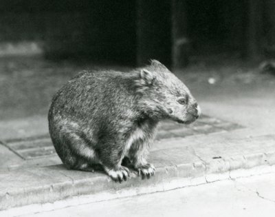 Ein Nacktnasen-/Gewöhnlicher-/Grobhaariger Wombat sitzt auf dem Boden im Londoner Zoo im Jahr 1929 von Frederick William Bond