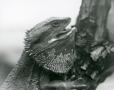Ein Bartagame mit offenem Maul, der sich an einem Ast festhält, London Zoo von Frederick William Bond
