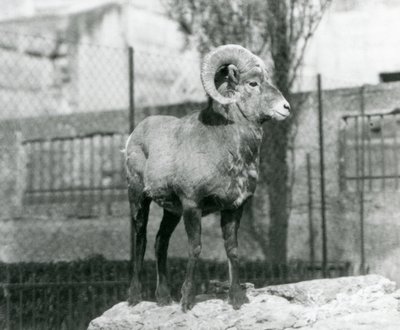 Ein Dickhornschaf-Widder steht auf einem Felsen und blickt über sein Gehege am Fuß der Mappin-Terrassen, London Zoo. 1931 (s/w Foto) von Frederick William Bond