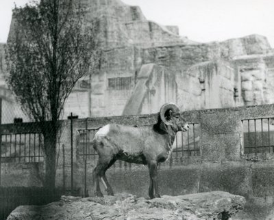 Ein Dickhornschaf-Widder steht auf einem Felsen und blickt über sein Gehege am Fuß der Mappin-Terrassen, London Zoo, 1931 von Frederick William Bond