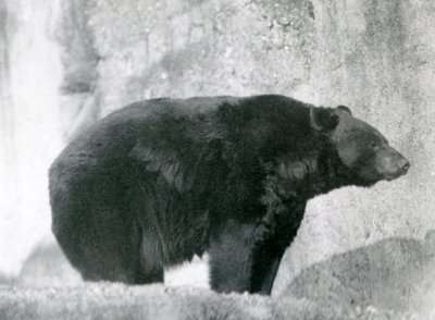 Ein Schwarzbär steht in seinem Gehege, auf den Mappin Terrassen, im Londoner Zoo im Jahr 1924 von Frederick William Bond