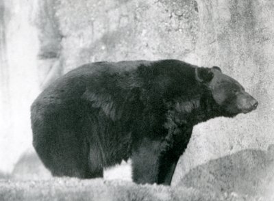 Ein Schwarzbär steht in seinem Gehege auf den Mappin Terrassen im London Zoo, 1924 von Frederick William Bond