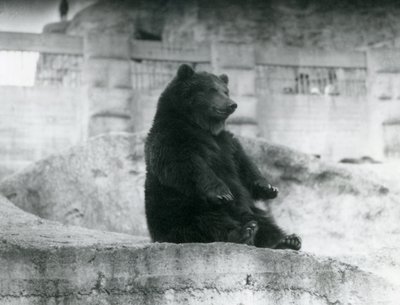 Ein Braunbär sitzt in seinem Gehege am Fuße der Mappin-Terrassen im Londoner Zoo, September 1921 von Frederick William Bond