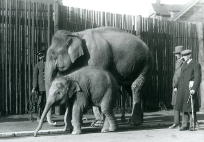 Eine burmesische Elefantenkuh und ihr Kalb werden von ihrem Wärter spazieren geführt, während zwei andere Männer zuschauen von Frederick William Bond