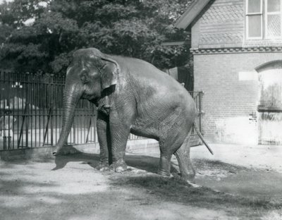 Ein burmesischer Elefant steigt aus einem Pool in seinem Gehege, London Zoo von Frederick William Bond