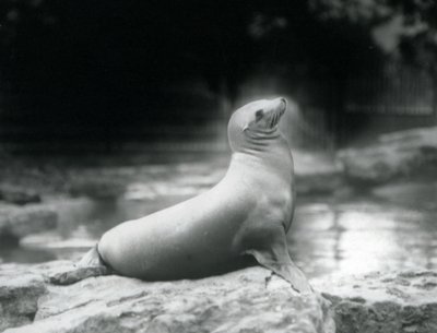 Eine Kalifornische Seelöwin, die auf einem Felsen neben ihrem Pool sitzt, Londoner Zoo, September 1925 von Frederick William Bond
