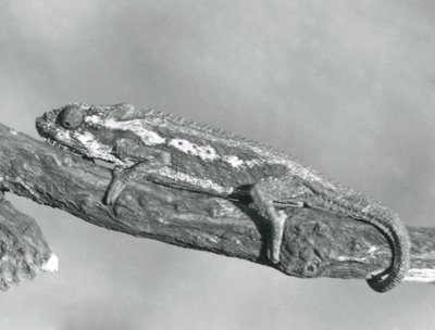 Ein Kap-Zwergchamäleon, das sich an einem Ast festhält, Londoner Zoo, 1927 von Frederick William Bond