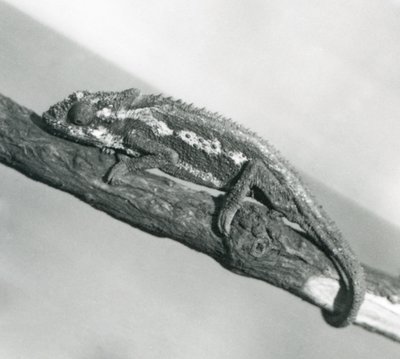 Ein Kap-Zwergchamäleon, das sich an einem Ast festhält, Londoner Zoo, 1927 von Frederick William Bond