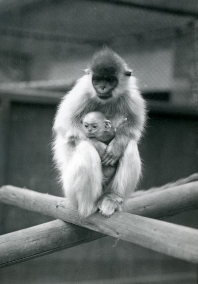 Ein Kappenlangur hält ein Baby, während er auf einem Balken sitzt. Londoner Zoo, 6. Oktober 1913 von Frederick William Bond