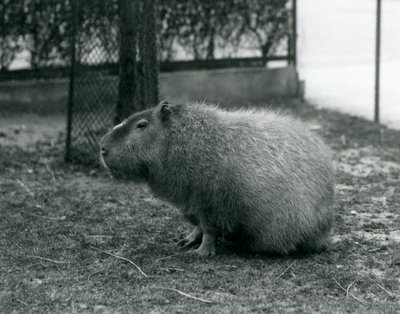 Ein Capybara im Londoner Zoo, Juni 1927 von Frederick William Bond