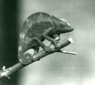 Ein Chamäleon, das sich am Ende eines Astes festhält, Londoner Zoo, 1927 von Frederick William Bond