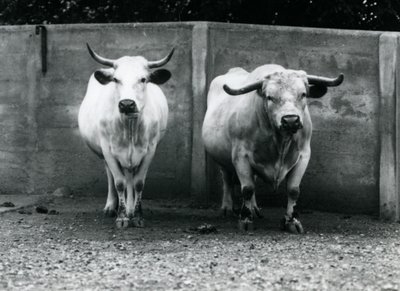 Ein Chartley-Bulle und eine Kuh im Londoner Zoo, Juli 1924 von Frederick William Bond