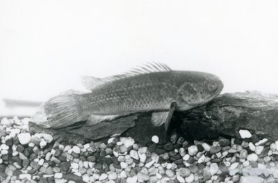 Ein Kletterfisch ruht auf Felsen und Kies am Boden seines Tanks, im Wasser im London Zoo, September 1928 von Frederick William Bond