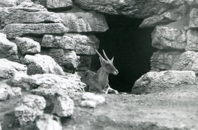 Ein Gemeiner Eland ruht am Eingang seines Unterschlupfs zwischen den Felsen im Eland/Antilopen-Gehege, Londoner Zoo 1929 von Frederick William Bond