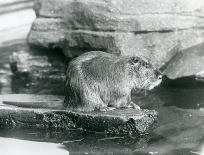 Ein Nutria, das auf einem felsigen Vorsprung in einem Pool in seinem Gehege im Londoner Zoo, Februar 1928 sitzt von Frederick William Bond