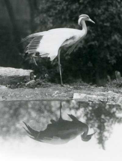 Eine Jungfernkranich, die auf einem Bein steht, mit ihrem spiegelähnlichen Spiegelbild im darunter liegenden Pool, Londoner Zoo von Frederick William Bond