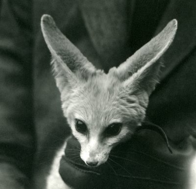 Ein Fennek-Fuchs wird von einem behandschuhten Pfleger am Hals gehalten, 1924 von Frederick William Bond