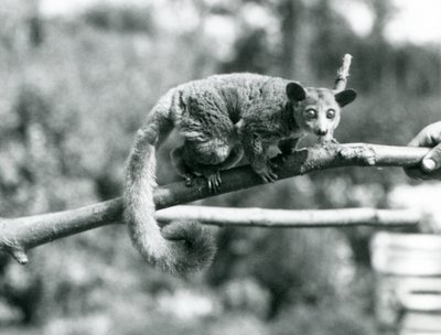 Ein Galago läuft entlang eines Astes, der von einem Pfleger gehalten wird, London Zoo von Frederick William Bond