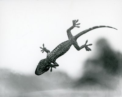 Ein Gecko von unten gesehen, wie er auf Glas klettert und seine spezialisierten Fußpolster zeigt, London Zoo, August 1928 (s/w Foto) von Frederick William Bond