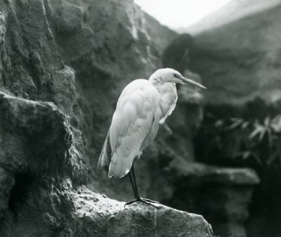 Ein Silberreiher steht auf einem Felsen im Londoner Zoo, September 1927 von Frederick William Bond