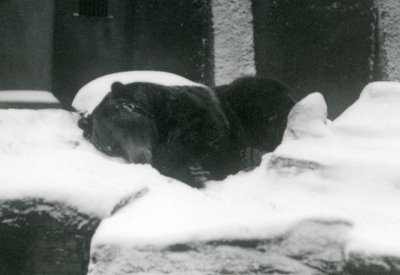 Ein Grizzlybär schläft im Schnee, London Zoo, 1924 von Frederick William Bond