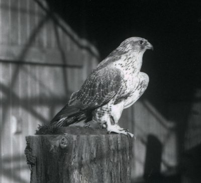 Ein Gerfalke, der auf einem Baumstamm ruht, London Zoo, Dezember 1925 von Frederick William Bond
