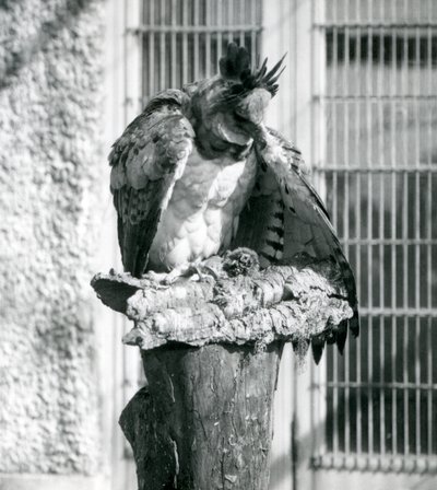Ein Harpyienadler im Londoner Zoo, April 1914 von Frederick William Bond