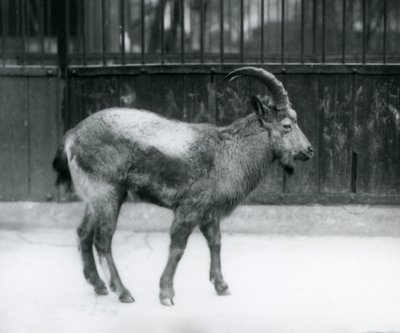 Ein Himalaya-Steinbock im Londoner Zoo, 1927 von Frederick William Bond