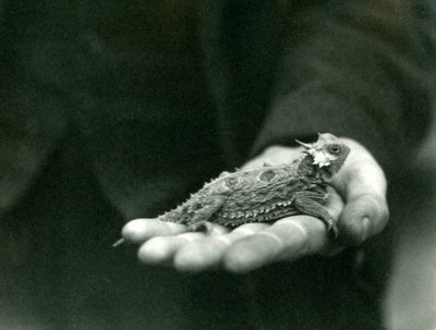 Eine Hornkröte ruht in der Hand ihres Wärters, Londoner Zoo, April 1923 von Frederick William Bond