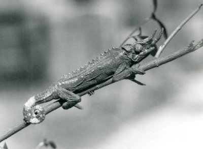 Ein Jacksons Chamäleon, das sich an einem Ast festhält, Londoner Zoo, August 1926 von Frederick William Bond