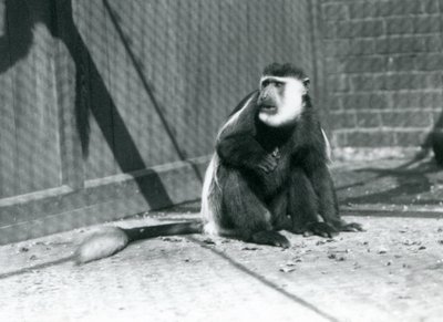 Ein Kikuyu-Schwarz-Weiß-Stummelaffe sitzt in seinem Gehege im Londoner Zoo im Juli 1925 von Frederick William Bond