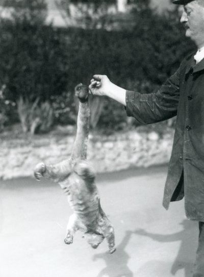 Ein Kinkajou, der kopfüber an seinem Greifschwanz vom Finger eines Pflegers hängt, Londoner Zoo, September 1925 von Frederick William Bond