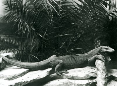 Ein Komodowaran, ruhend mit Hals und Vorderbeinen an einem Baumstamm im Londoner Zoo im Juni 1927 von Frederick William Bond