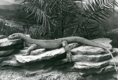Ein Komodowaran ruht auf einer Felswand im London Zoo, 1927 von Frederick William Bond