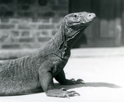 Ein Komodowaran im Londoner Zoo im August 1928 von Frederick William Bond