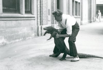 Ein Komodowaran, der von einem Pfleger im Londoner Zoo im August 1928 auf seine Hinterbeine gehalten wird von Frederick William Bond
