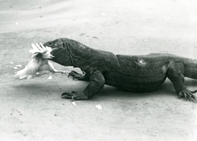 Ein Komodowaran, der ein Huhn frisst, Londoner Zoo von Frederick William Bond