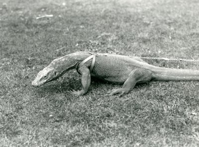 Ein Komodowaran, der auf einem Rasen spazieren geht, mit Geschirr und Leine von Frederick William Bond